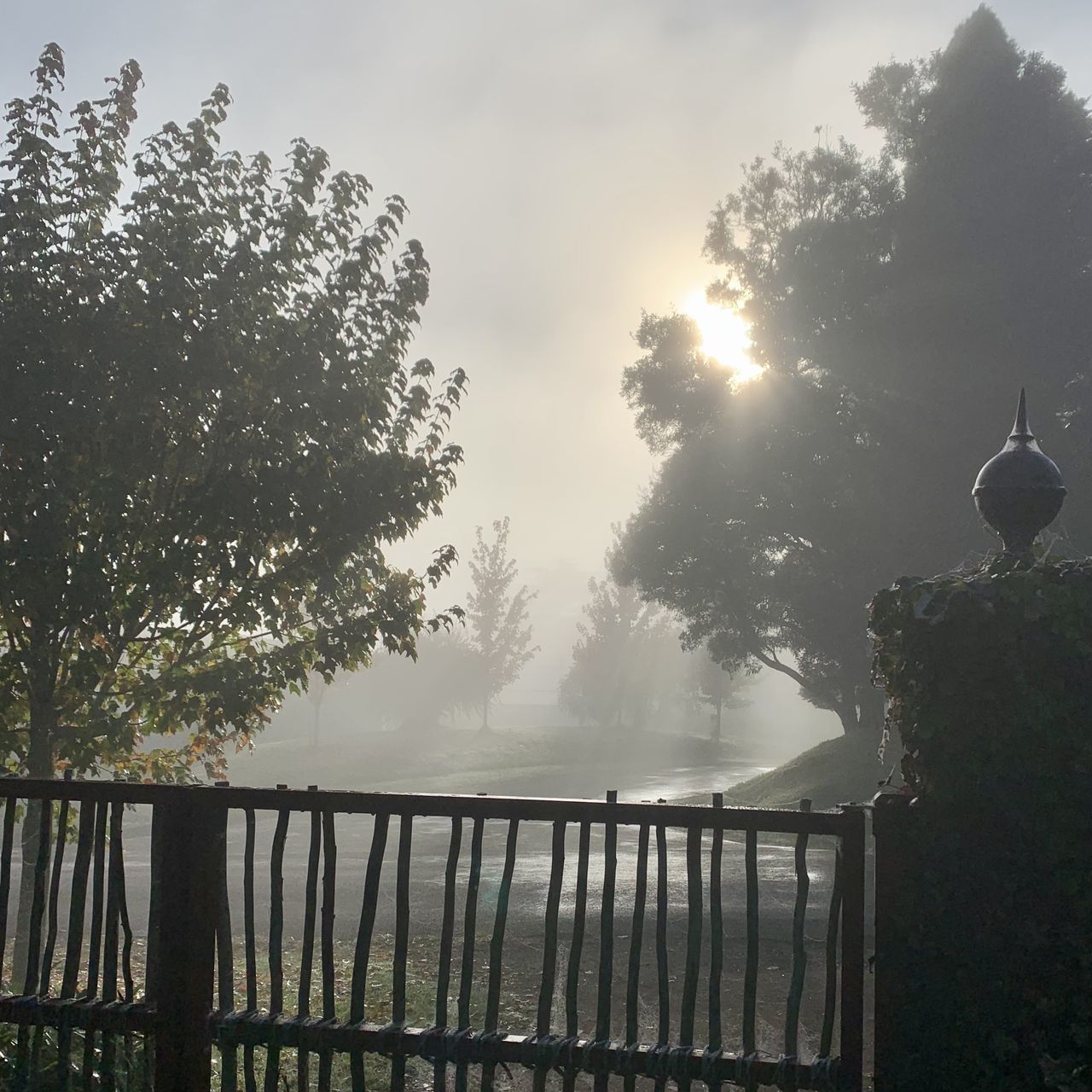 SILHOUETTE TREES AGAINST SKY DURING FOGGY WEATHER