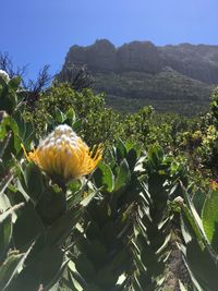 Close-up of flowering plant against clear sky