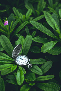 High angle view of pocket watch amidst plants