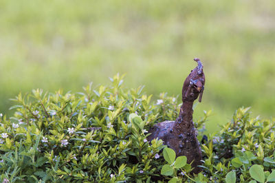 Close-up of metal guinea fowl