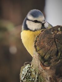 Close-up of bird perching on branch