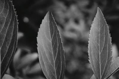 Close-up of leaves