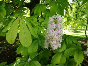 Close-up of flower tree