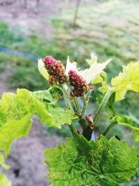 Close-up of plant