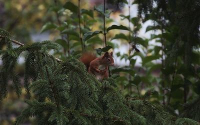 View of monkey on tree