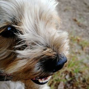 Close-up portrait of a dog
