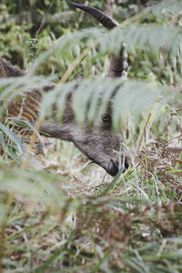 Close-up of lizard on grass
