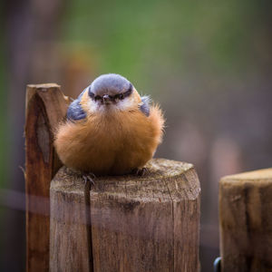 Close-up of bird perching on wood