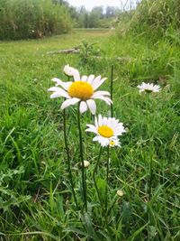 Close-up of white flowers blooming on field