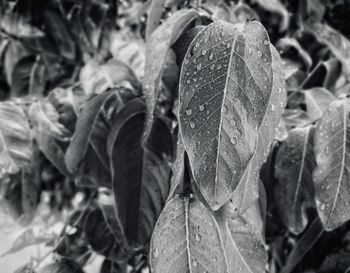 Close-up of leaves on plant