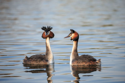 Great crested grebes courtship
