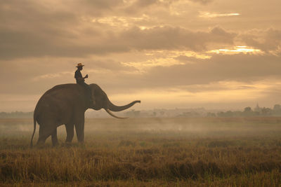 Asia elephant in thailand, asia elephants in surin . elephant hometown , thailand