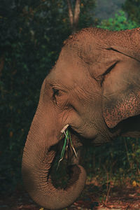 Close-up of elephant on field