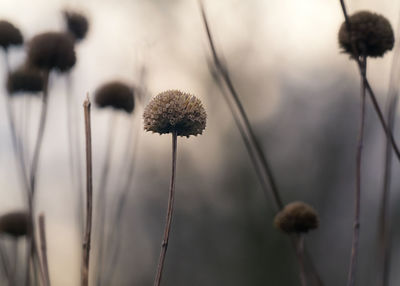 Close-up of wilted plant