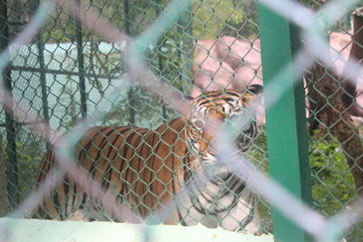 Cat in cage seen through fence in zoo