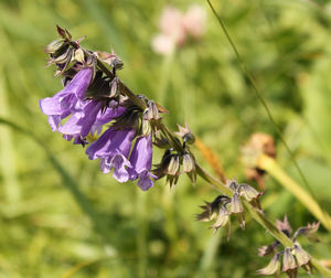 Close-up of purple flowers