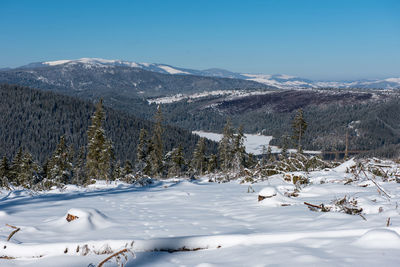 Winter pine tree forest destroyed, affected by a powerful snowstorm. natural disaster