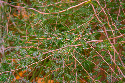 Full frame shot of plants