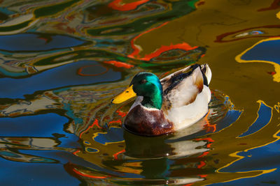 Close-up of duck swimming in lake