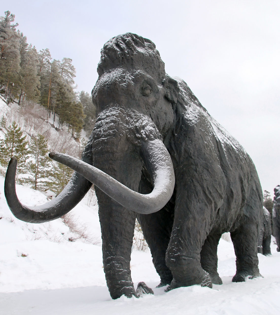 VIEW OF ELEPHANT IN SNOW