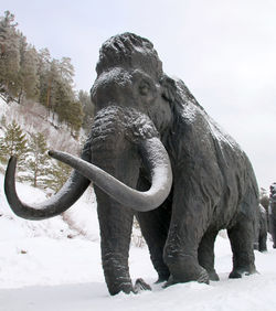 View of elephant on snow covered field against sky