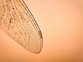 Close-up of dragonfly