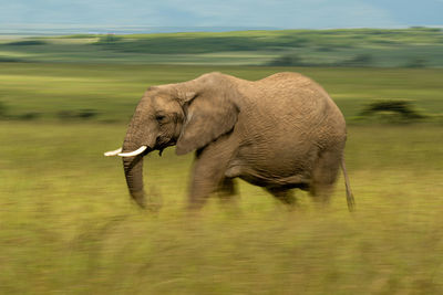 Slow pan of african bush elephant walking
