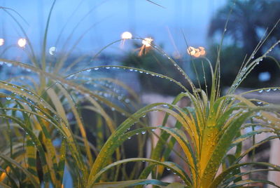 Close-up of dew drops on grass