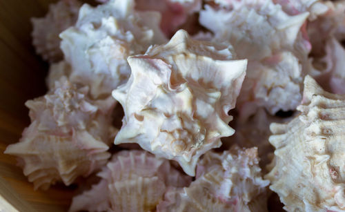 High angle view of seashells