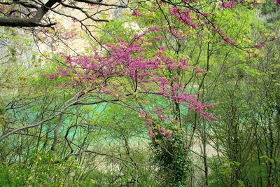 Pink cherry blossoms in spring