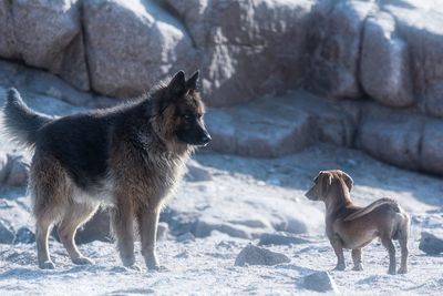 Dog in snow on field during winter