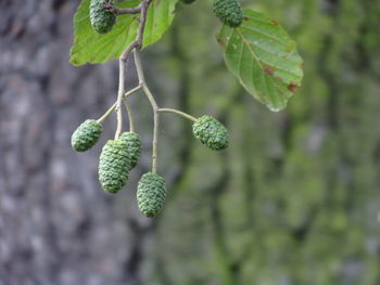 Close-up of plant growing on tree