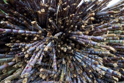 Full frame shot of sugar cane