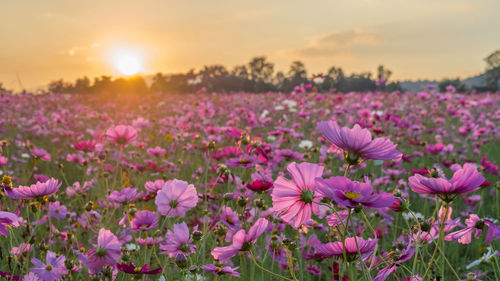 Close-up of pink flowering plants on field during sunset