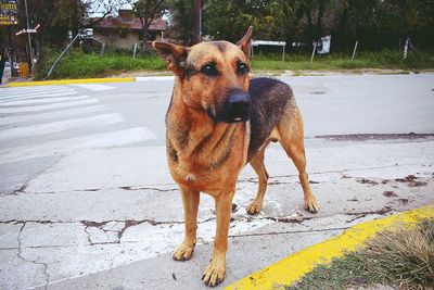 Dogs running on road