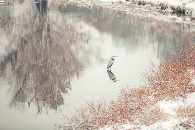 Swan swimming on lake