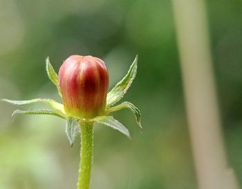 Close-up of red flower bud