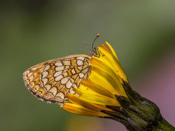 Close-up of butterfly pollinating on yellow flower