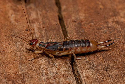 Close-up of insect