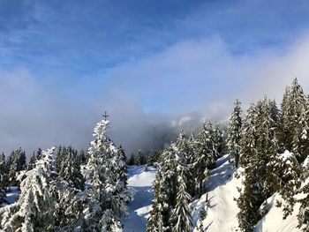 Snow covered plants against sky