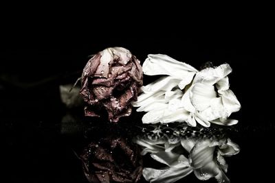 Close-up of wilted flowers against black background