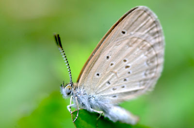 Close-up of butterfly on flower