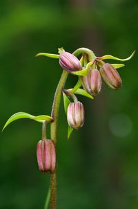 Close-up of pink flower buds