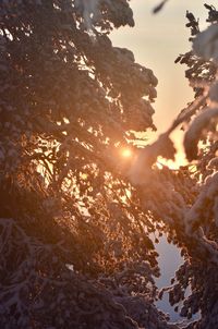 Scenic view of tree against sky during sunset