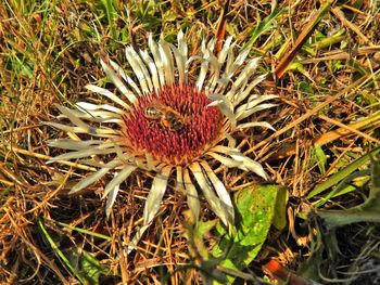 High angle view of flowers