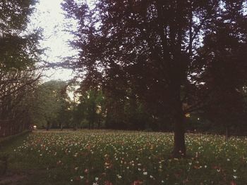 Image of flower trees on field