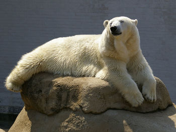 Polar bear sleeping on rock 