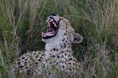 Close-up of a cat yawning