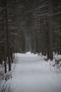 Snow covered road amidst trees in forest