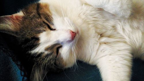 Close-up of cat relaxing on bed